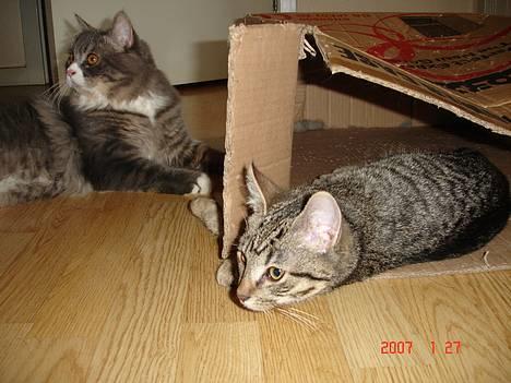 Blanding af racer Sprut - Øv, Valdemar vil ikke lege... billede 1