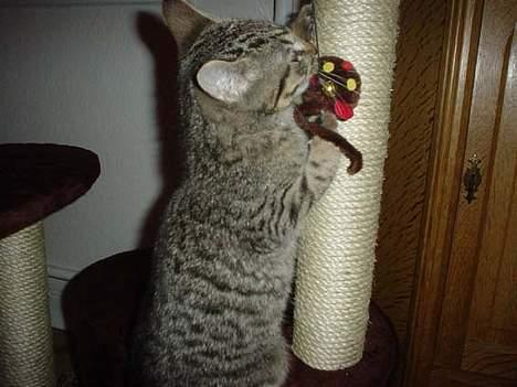 Blanding af racer Sprut - Sprut 06.01.07, ca. 3 mdr gammel billede 2