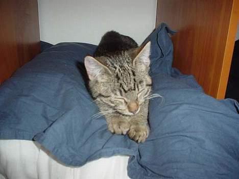 Blanding af racer Sprut - Sprut 06.01.07, ca. 3 mdr gammel billede 3