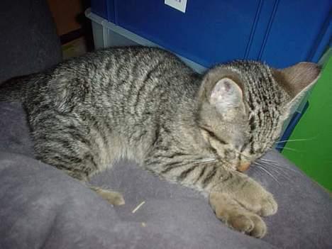 Blanding af racer Sprut - Sprut 06.01.07, ca. 3 mdr gammel billede 4