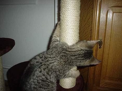 Blanding af racer Sprut - Sprut 06.01.07, ca. 3 mdr gammel billede 5