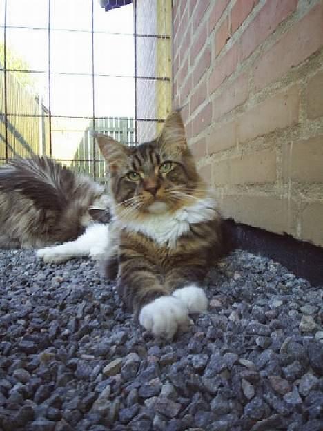 Maine Coon TB's Indian White Sox billede 1