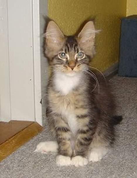 Maine Coon TB's Indian White Sox billede 2