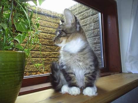 Maine Coon TB's Indian White Sox billede 3