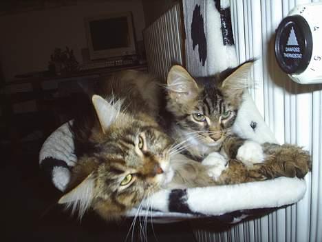 Maine Coon TB's Indian White Sox billede 4