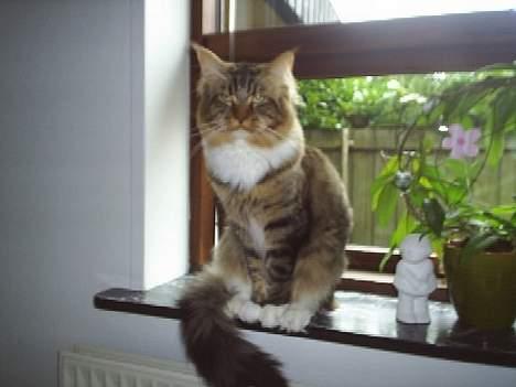 Maine Coon TB's Indian White Sox billede 5