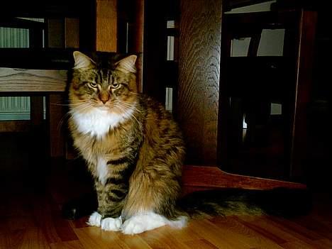 Maine Coon TB's Indian White Sox billede 8