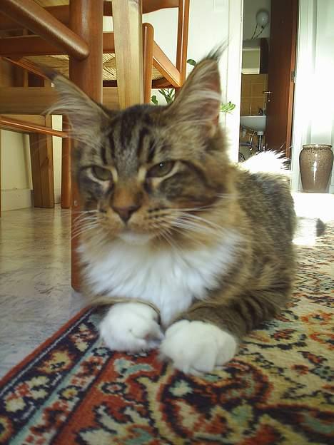 Maine Coon TB's Indian White Sox billede 9