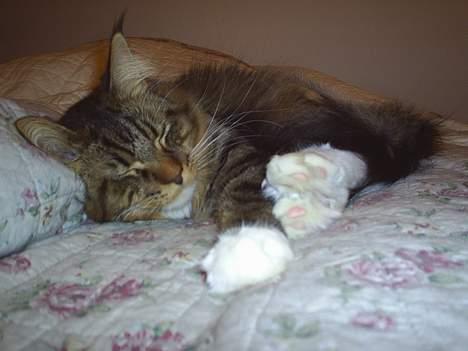 Maine Coon TB's Indian White Sox billede 10