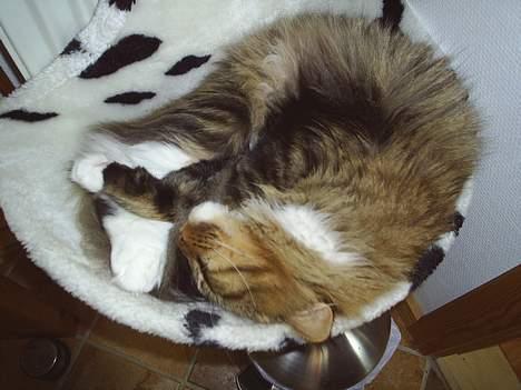 Maine Coon TB's Indian White Sox billede 11