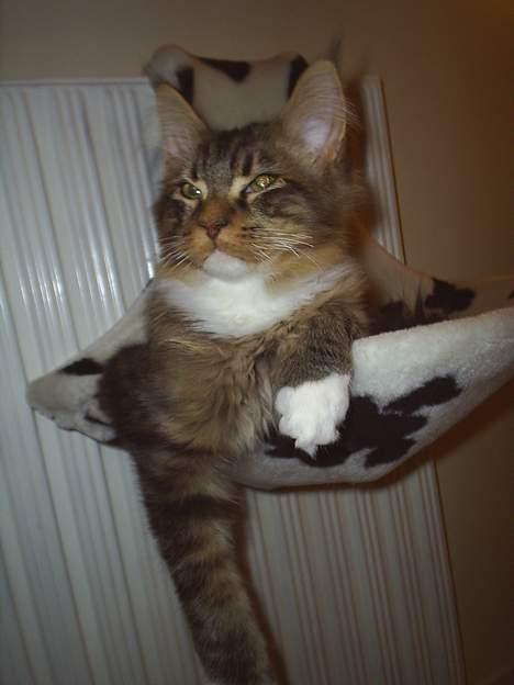 Maine Coon TB's Indian White Sox billede 12