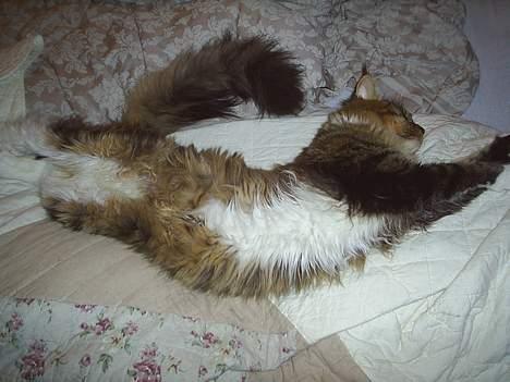 Maine Coon TB's Indian White Sox billede 13