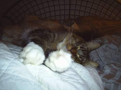 Maine Coon TB's Indian White Sox billede 14