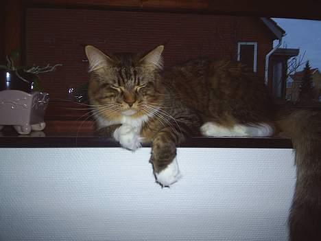 Maine Coon TB's Indian White Sox billede 15