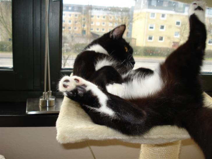 Huskat Gunnar <3 - hvilken stilling er der her ? :D  billede 5