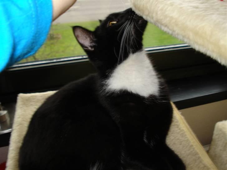 Huskat Gunnar <3 billede 6