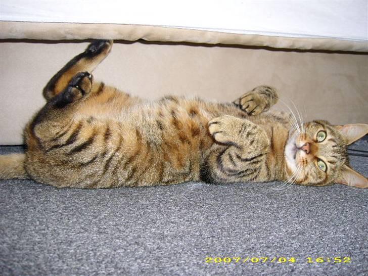 Huskat Hugo - Lidt sjov(; billede 17