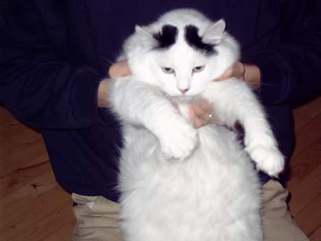 Norsk Skovkat Malle - " Årh jeg gider ikke mor " billede 1