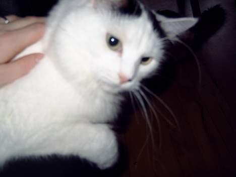 Norsk Skovkat Malle billede 2