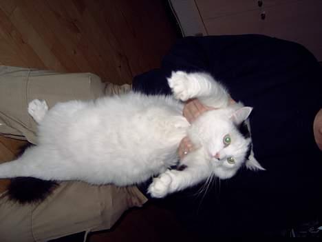 Norsk Skovkat Malle - jeg gider altså ikke og ha taget billeder hele tiden ... billede 3