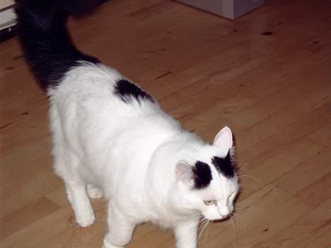 Norsk Skovkat Malle billede 4