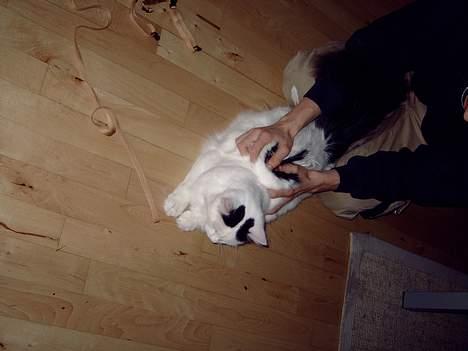 Norsk Skovkat Malle billede 5