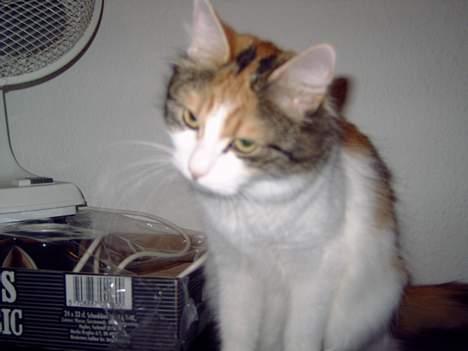 Blanding af racer Mille billede 1