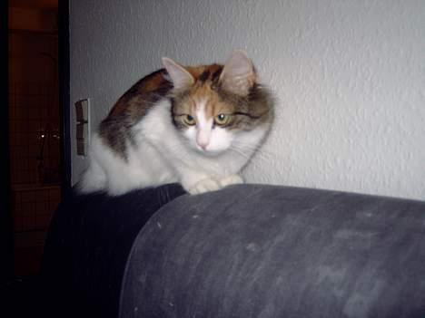 Blanding af racer Mille billede 2