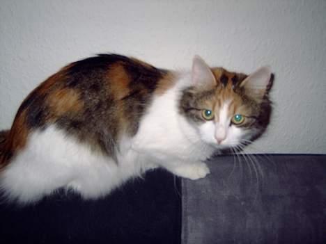 Blanding af racer Mille billede 3