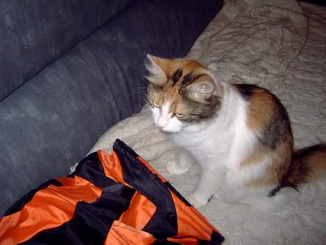 Blanding af racer Mille billede 4