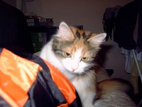 Blanding af racer Mille billede 5