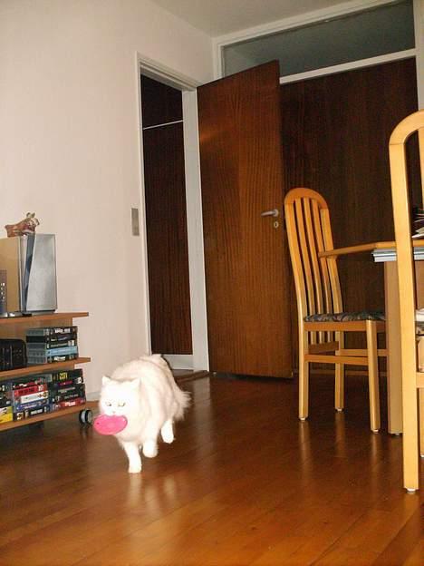 Perser Perle - Jubii... Endelig vil i lege!!  billede 6