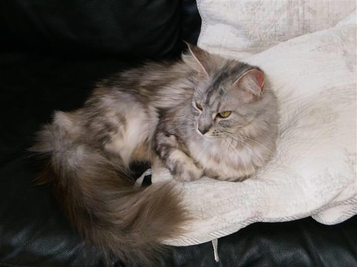 Maine Coon Nataja - smukke nataja billede 1