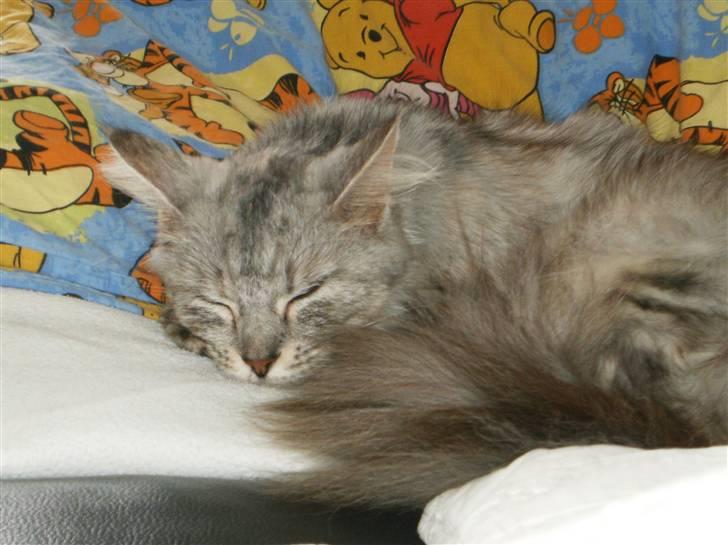 Maine Coon Nataja - nyt 28 okt billede 2