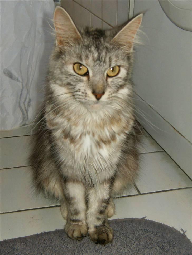 Maine Coon Nataja - nyt 28 okt billede 3