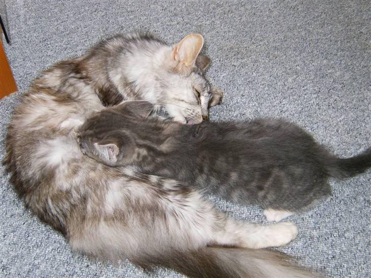 Maine Coon Nataja - nyt 28 okt billede 4