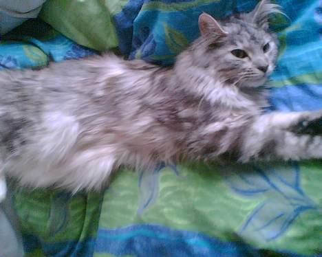 Maine Coon Nataja - Taget oppe fra, derforden sjove vinkel billede 5