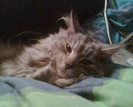 Maine Coon Nataja - Ahhhhhr er der noget bedre end at ligge og råhygge om aftenen billede 6