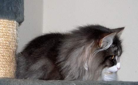 Norsk Skovkat Chloé billede 11