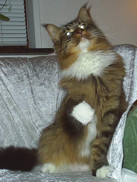 Maine Coon TB's Indian White Sox billede 16