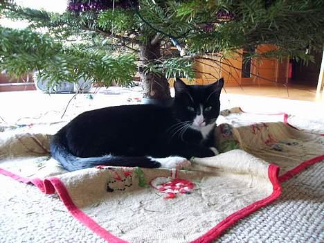 Huskat Mis billede 12