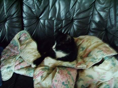 Huskat Mis billede 13