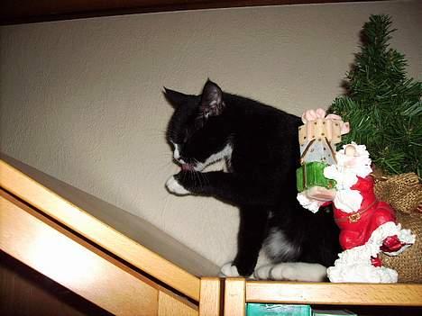 Huskat Mis billede 14