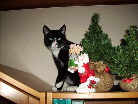 Huskat Mis billede 15