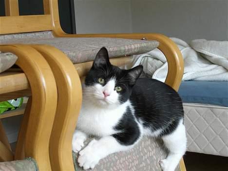 Huskat Zeus *Død* - Ja, her landede jeg så... billede 1