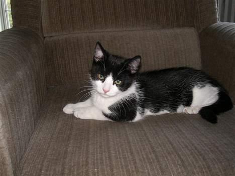 Huskat Zeus *Død* - Jeg er sød og uskyldig! billede 2