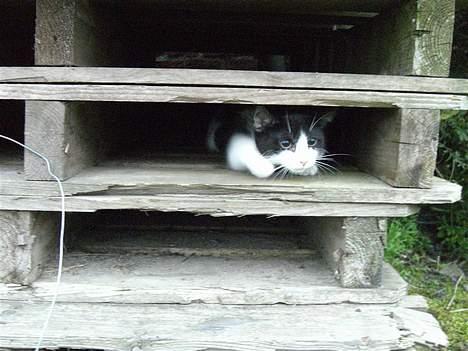 Huskat Zeus *Død* - Tada! billede 3