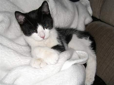 Huskat Zeus *Død* - En noget skæløjet Zeus- trætte misser! billede 4