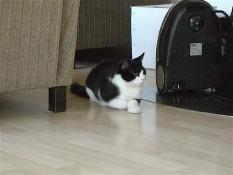 Huskat Zeus *Død* - Zeus som voksen og i dræber humør.. billede 5