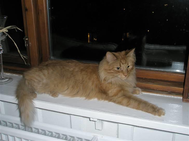 Norsk Skovkat Bacardi  billede 1